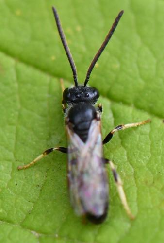 Réf. 266 813 : Lasioglossum sp.